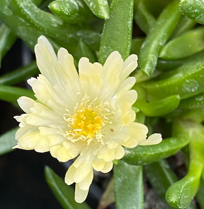 Delosperma congestum 'Album' 